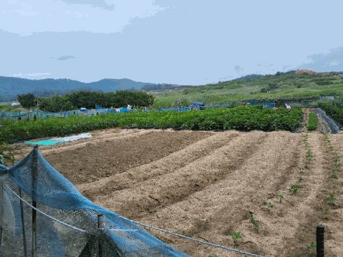 경상북도 포항시 남구 동해면 약전리 448-1 답 경매 사진 17