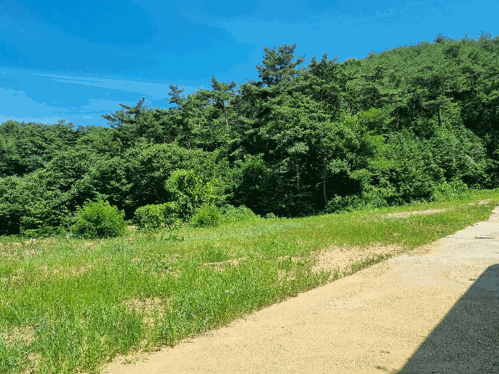 전라남도 장성군 황룡면 아곡리 495-4 외 14필지 전 경매 사진 29