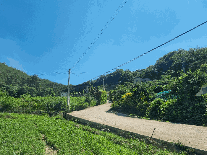 전라남도 장성군 황룡면 아곡리 495-4 외 14필지 전 경매 사진 41