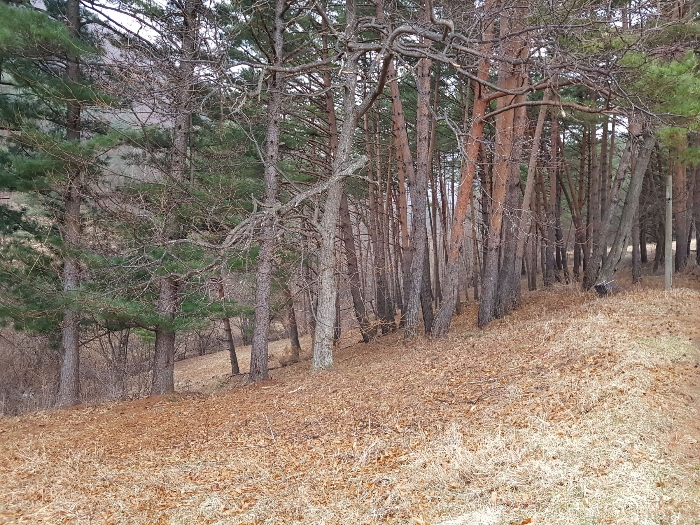 강원도 강릉시 왕산면 대기리 1650 대지 경매 사진 5