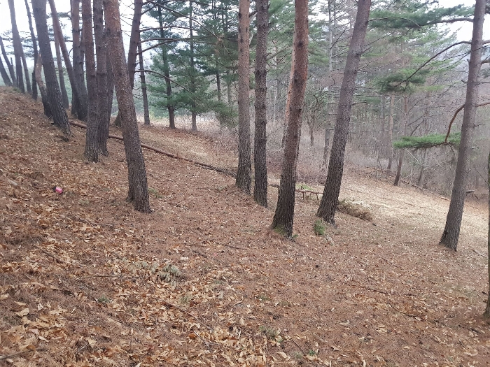 강원도 강릉시 왕산면 대기리 1650 대지 경매 사진 6