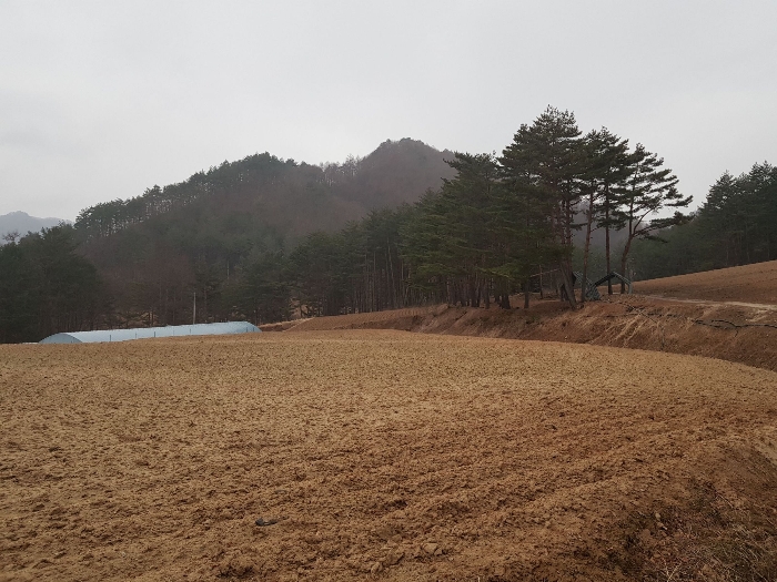 강원도 강릉시 왕산면 대기리 1650 대지 경매 사진 7
