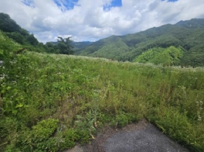 충청북도 단양군 대강면 덕촌리 113 전 경매 사진 32
