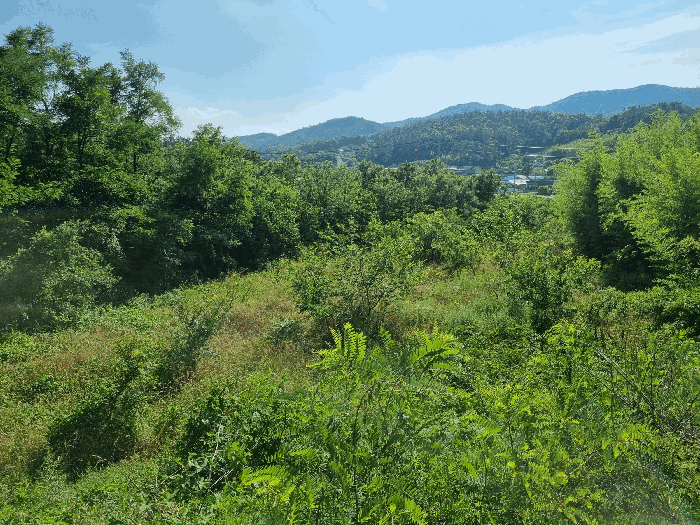 경상북도 영천시 북안면 옥천리 95-4 외 2필지 과수원 경매 사진 7
