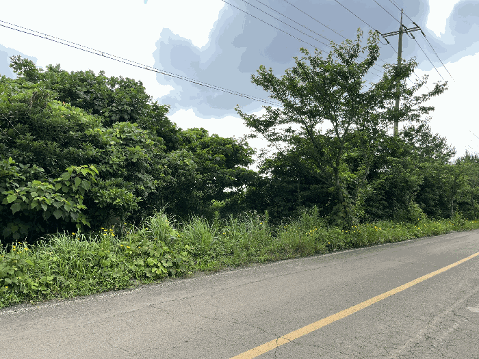 제주특별자치도 서귀포시 성산읍 난산리 2509 외 1필지 임야 경매 사진 5