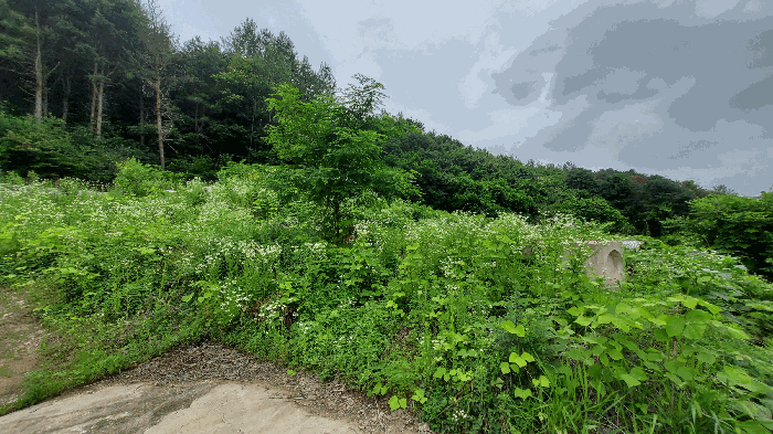 강원특별자치도 홍천군 북방면 상화계리 254-16 외 2필지 전 경매 사진 8