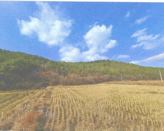 전라남도 강진군 대구면 저두리 산20 임야 경매 사진 4