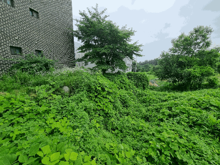 충청북도 음성군 금왕읍 내송리 70-88 임야 경매 사진 12