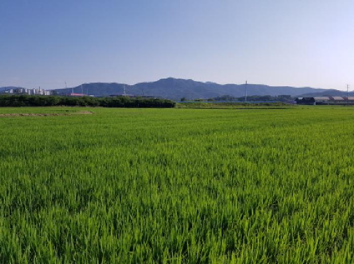 충청남도 천안시 동남구 풍세면 남관리 312 외 5필지 답 경매 사진 1