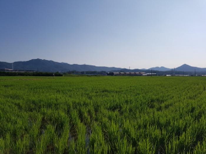 충청남도 천안시 동남구 풍세면 남관리 312 외 5필지 답 경매 사진 2
