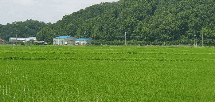 충청남도 천안시 동남구 풍세면 남관리 312 외 5필지 답 경매 사진 11