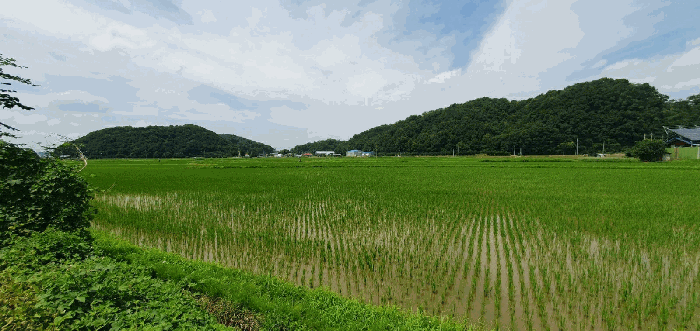 충청남도 천안시 동남구 풍세면 남관리 312 외 5필지 답 경매 사진 12