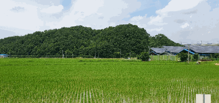 충청남도 천안시 동남구 풍세면 남관리 312 외 5필지 답 경매 사진 13