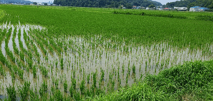 충청남도 천안시 동남구 풍세면 남관리 312 외 5필지 답 경매 사진 15