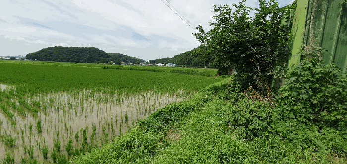 충청남도 천안시 동남구 풍세면 남관리 312 외 5필지 답 경매 사진 18
