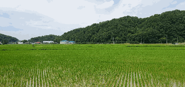 충청남도 천안시 동남구 풍세면 남관리 312 외 5필지 답 경매 사진 20