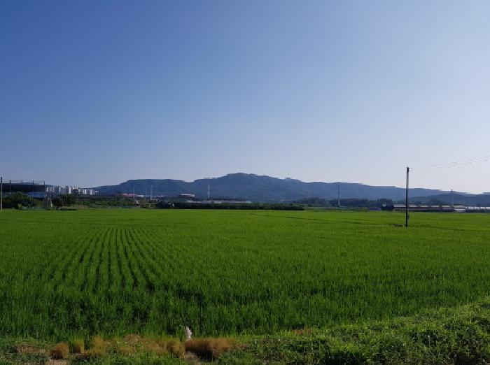 충청남도 천안시 동남구 풍세면 남관리 312 외 5필지 답 경매 사진 3