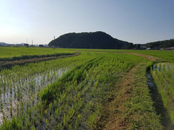 충청남도 천안시 동남구 풍세면 남관리 312 외 5필지 답 경매 사진 5