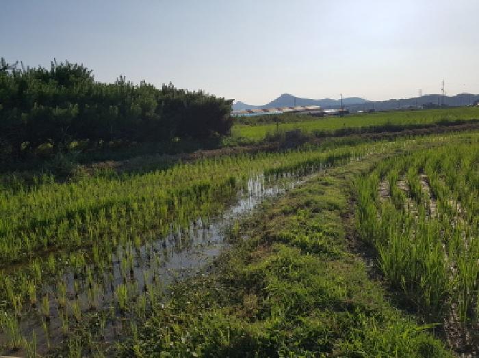 충청남도 천안시 동남구 풍세면 남관리 312 외 5필지 답 경매 사진 6