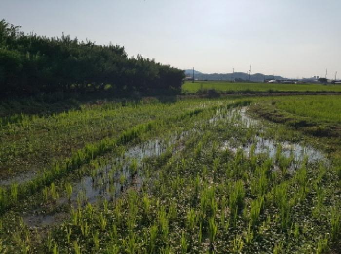 충청남도 천안시 동남구 풍세면 남관리 312 외 5필지 답 경매 사진 7