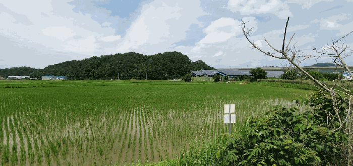충청남도 천안시 동남구 풍세면 남관리 312 외 5필지 답 경매 사진 8