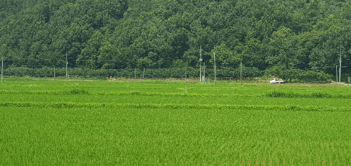 충청남도 천안시 동남구 풍세면 남관리 312 외 5필지 답 경매 사진 10