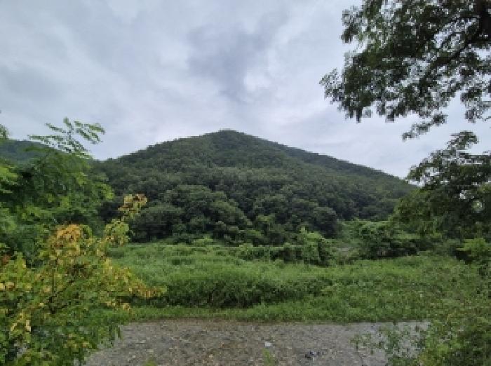 경상북도 포항시 북구 죽장면 하사리 산75 임야 경매 사진 13