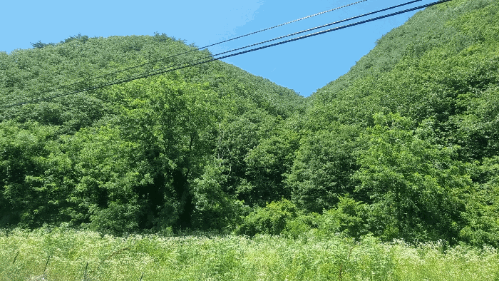경상북도 포항시 북구 죽장면 하사리 산75 임야 경매 사진 15