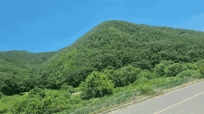 경상북도 포항시 북구 죽장면 하사리 산75 임야 경매 사진 18