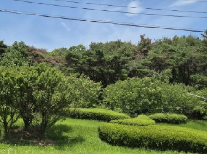 경상북도 포항시 남구 구룡포읍 병포리 산24-4 임야 경매 사진 8