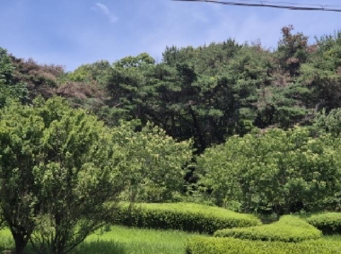 경상북도 포항시 남구 구룡포읍 병포리 산24-4 임야 경매 사진 9