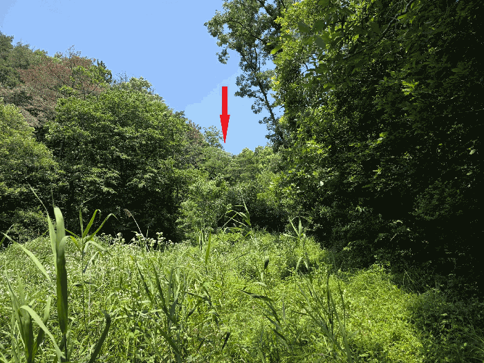 경상북도 포항시 남구 구룡포읍 병포리 산24-4 임야 경매 사진 10