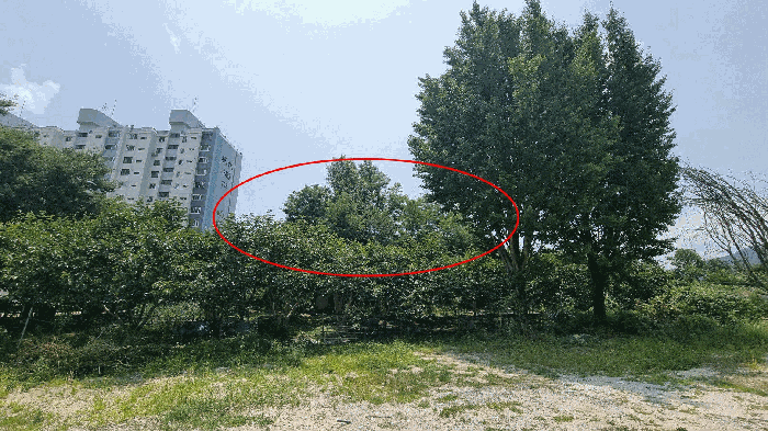 경상남도 거창군 거창읍 상림리 산11-2 임야 경매 사진 15