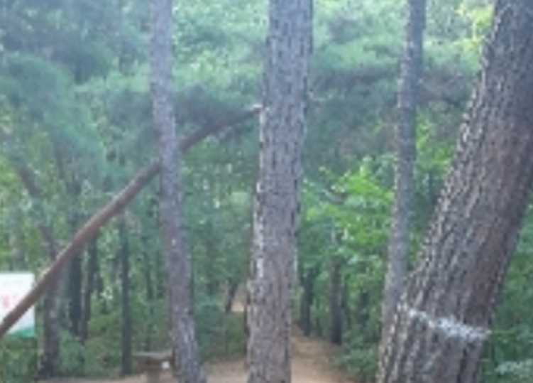 경기도 과천시 관문동 산11-13 임야 경매 사진 48