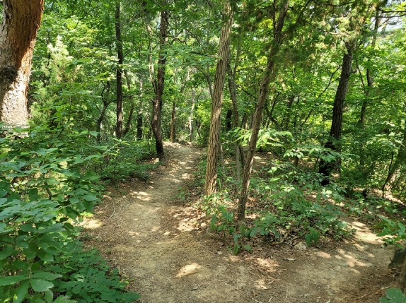 경기도 과천시 관문동 산11-13 임야 경매 사진 62