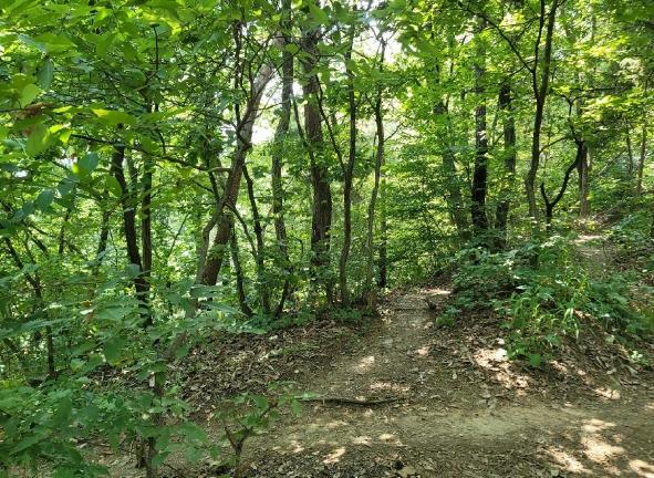 경기도 과천시 관문동 산11-13 임야 경매 사진 64