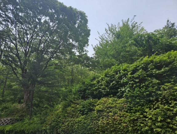 경기도 과천시 관문동 산11-13 임야 경매 사진 38