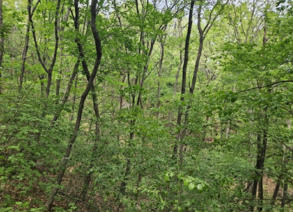 경기도 과천시 관문동 산11-13 임야 경매 사진 40