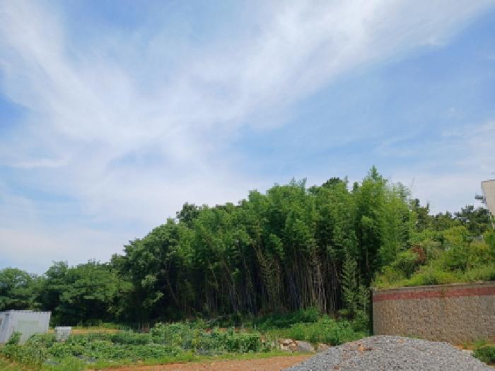 충청남도 서산시 대산읍 대로리 230-2 외 14필지 임야 경매 사진 2