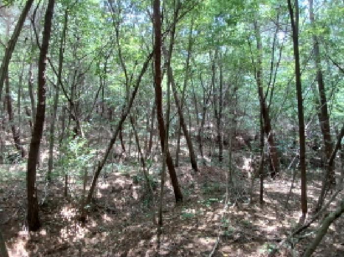 충청남도 서산시 대산읍 대로리 230-2 외 14필지 임야 경매 사진 11