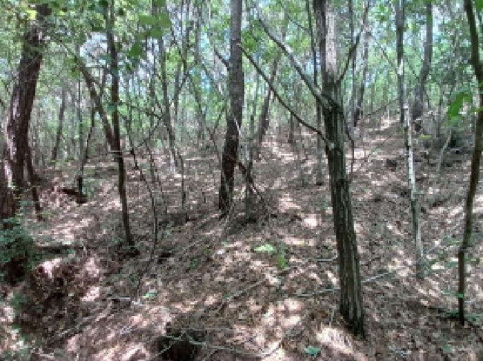충청남도 서산시 대산읍 대로리 230-2 외 14필지 임야 경매 사진 4