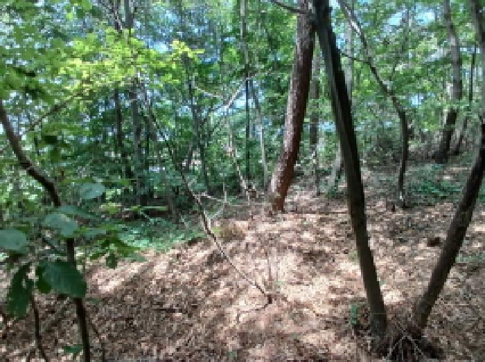 충청남도 서산시 대산읍 대로리 230-2 외 14필지 임야 경매 사진 6