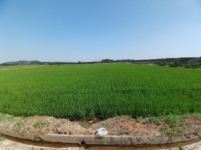 충청남도 당진시 석문면 초락도리 1375 답 경매 사진 12