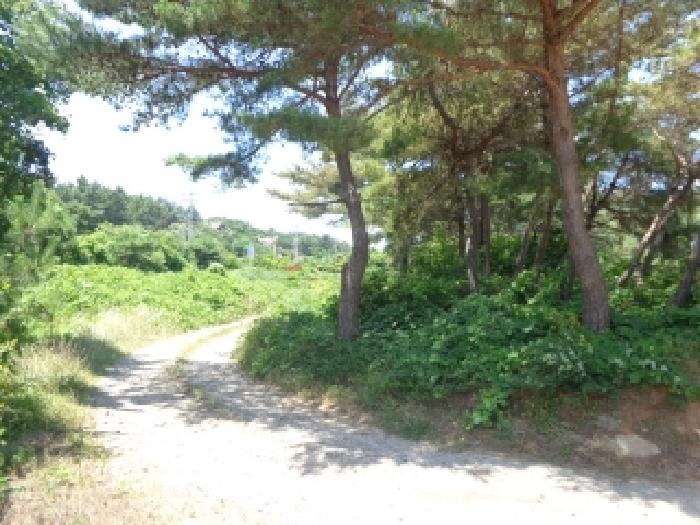 충청남도 태안군 남면 신온리 660-52 외 1필지 도로 경매 사진 8