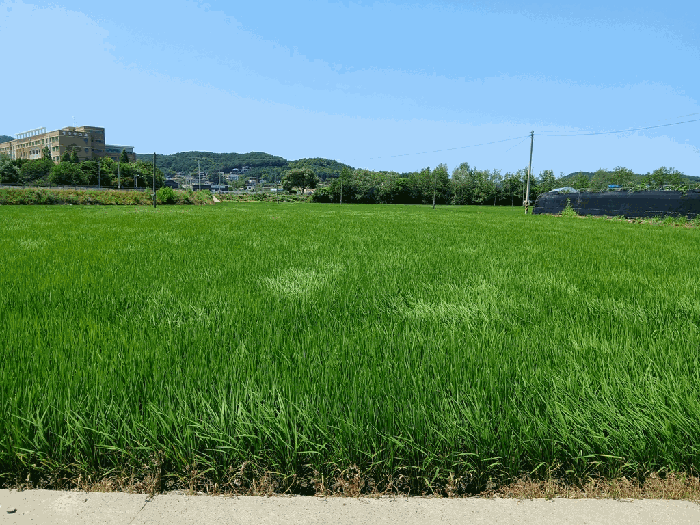 인천광역시 옹진군 영흥면 내리 503-11 답 경매 사진 5