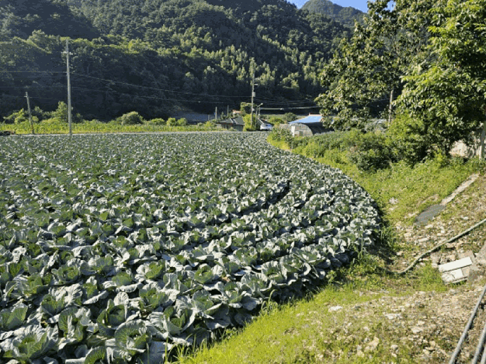 강원특별자치도 평창군 대화면 하안미리 119 외 1필지 전 경매 사진 3
