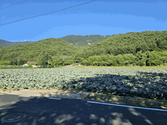 강원특별자치도 평창군 대화면 하안미리 119 외 1필지 전 경매 사진 7