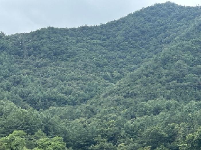 충청북도 괴산군 청천면 강평리 산7-2 임야 경매 사진 9