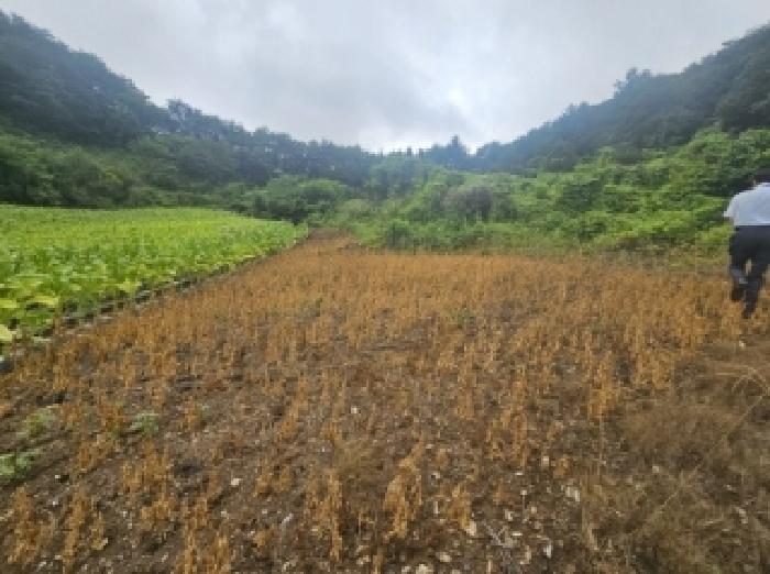 충청북도 단양군 영춘면 사이곡리 294 외 1필지 전 경매 사진 1