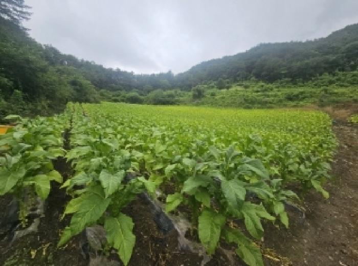 충청북도 단양군 영춘면 사이곡리 294 외 1필지 전 경매 사진 2